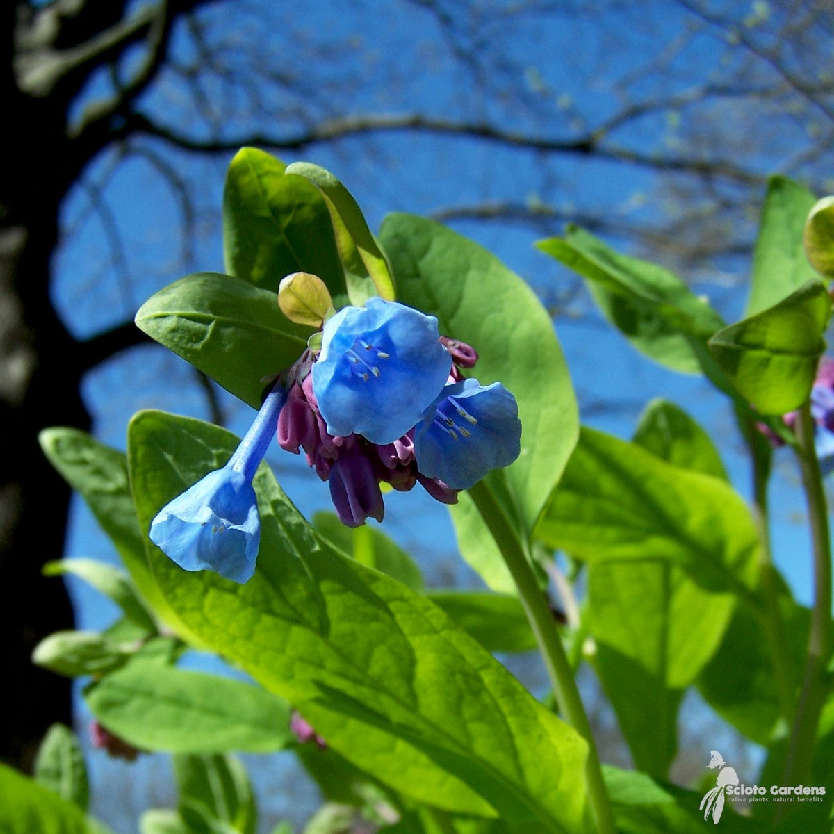Mertensia virginica (Virginia Bluebells) - 1 gal