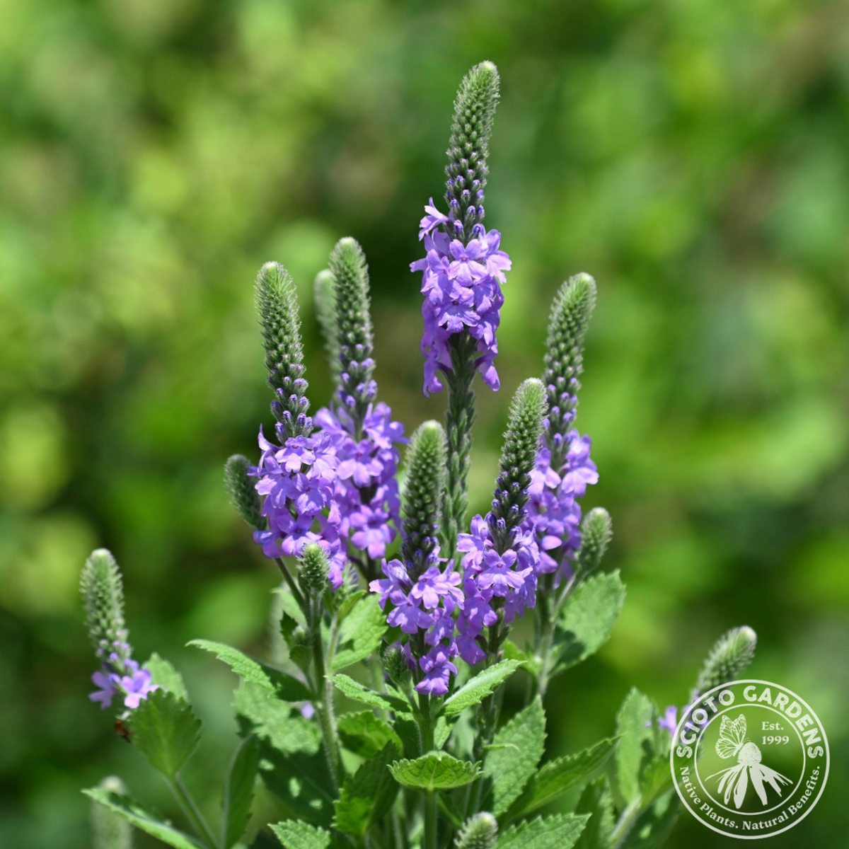 Verbena stricta (Hoary Vervain) - 2 gal