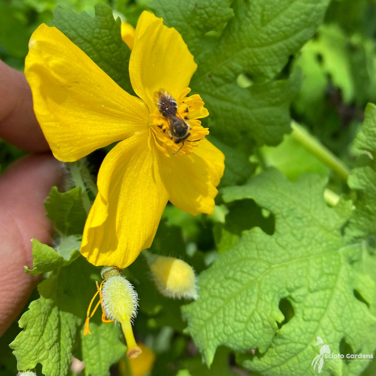 Stylophorum diphyllum (Wood Poppy) - 1 gal