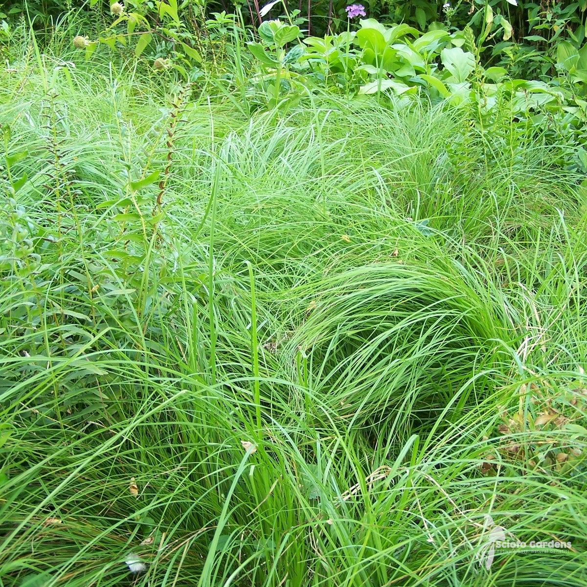 Carex pensylvanica (Oak Sedge/Pennsylvania Sedge) - 1 gal