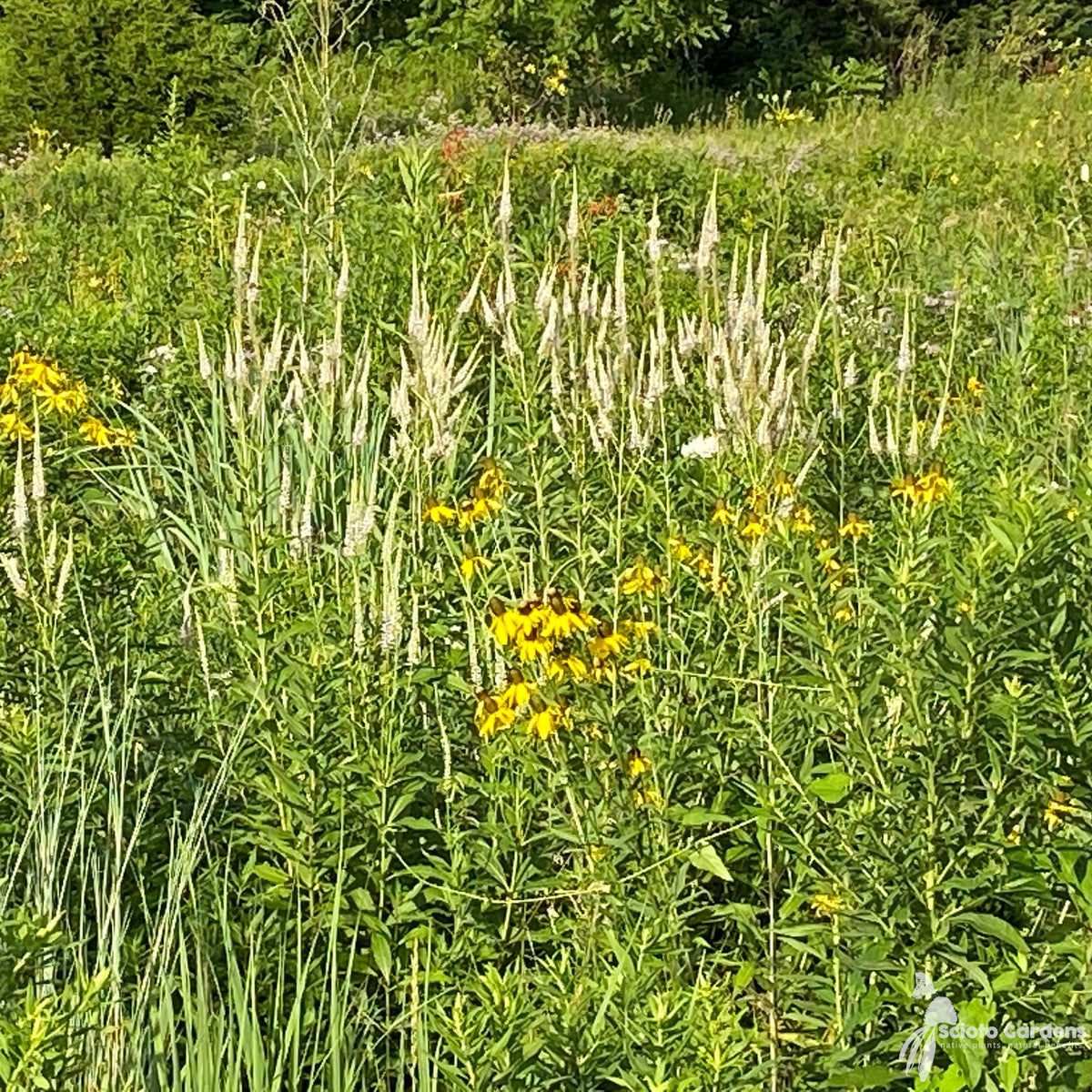 Veronicastrum virginicum (Culver's Root) - 2 gal