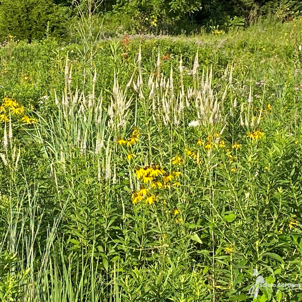 Veronicastrum virginicum (Culver's Root) - 2 gal