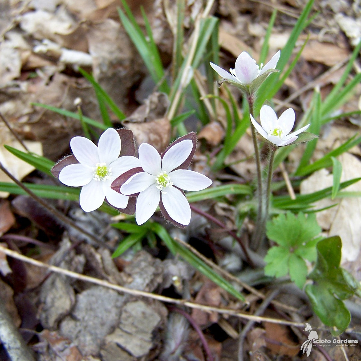 Hepatica acutiloba (Sharp-lobed Liverleaf) - 3QT