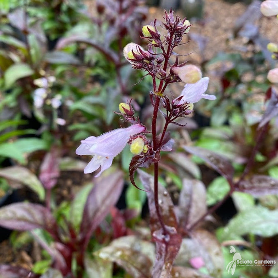 Penstemon digitalis 'Husker's Red' (Husker's Red Beardtongue) - 1 gal