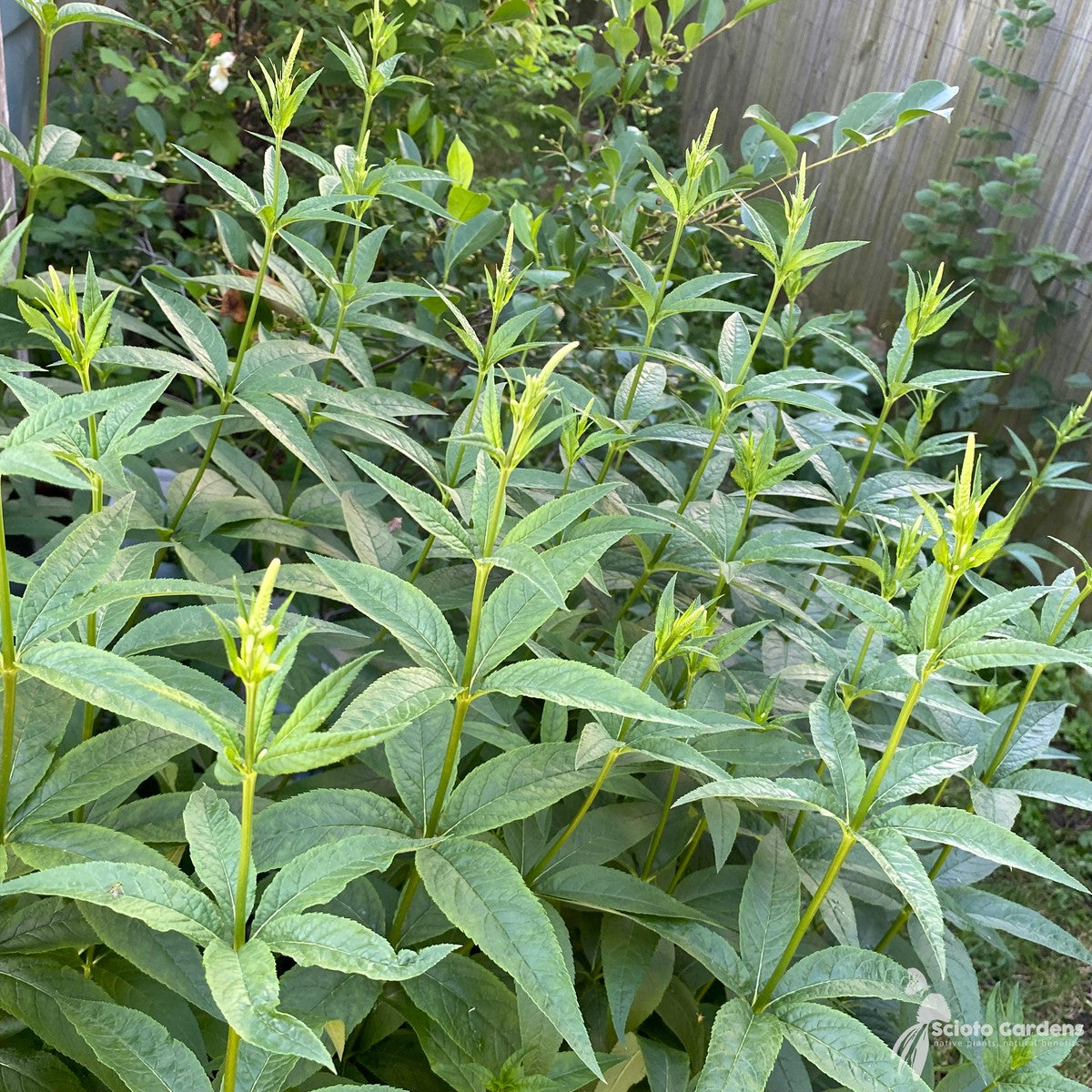Veronicastrum virginicum (Culver's Root) - 2 gal