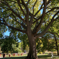 Celtis occidentalis (Common Hackberry) - 3 gal