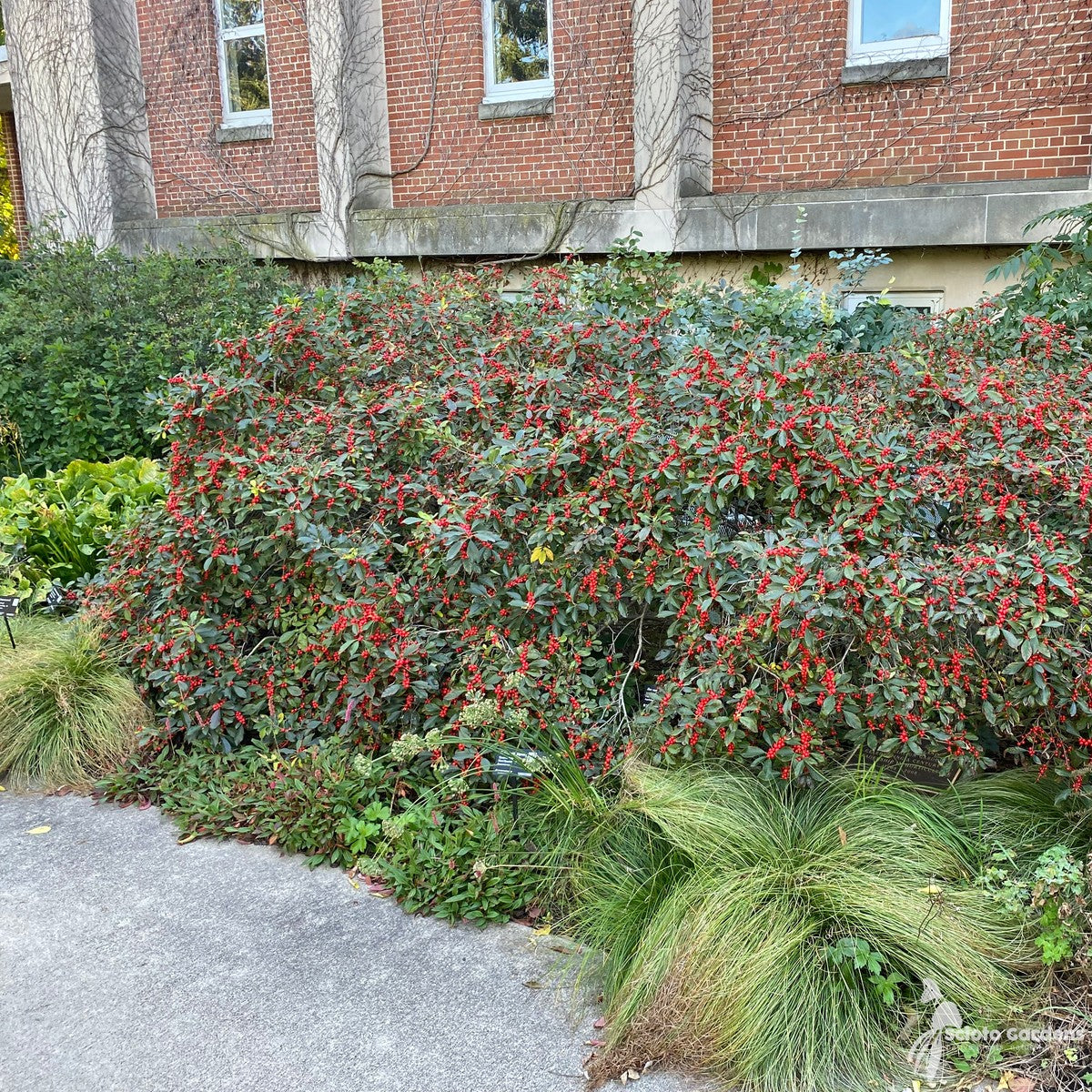 Ilex verticillata 'Red Sprite' (Red Sprite' Winterberry Holly) - 3 gal