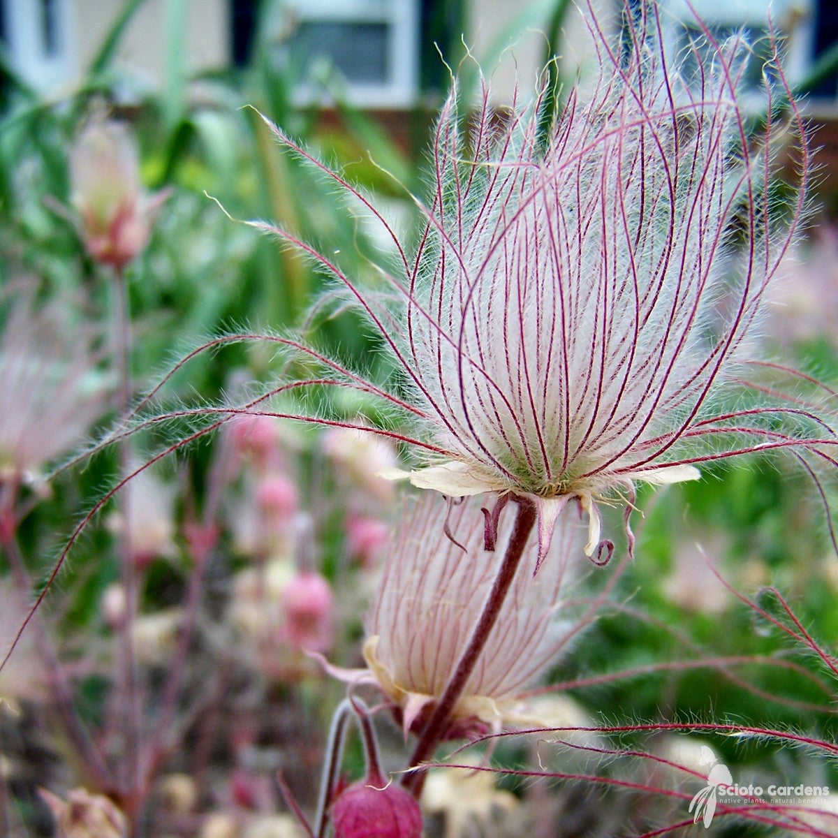 Geum triflorum (Prairie Smoke) - 1 gal