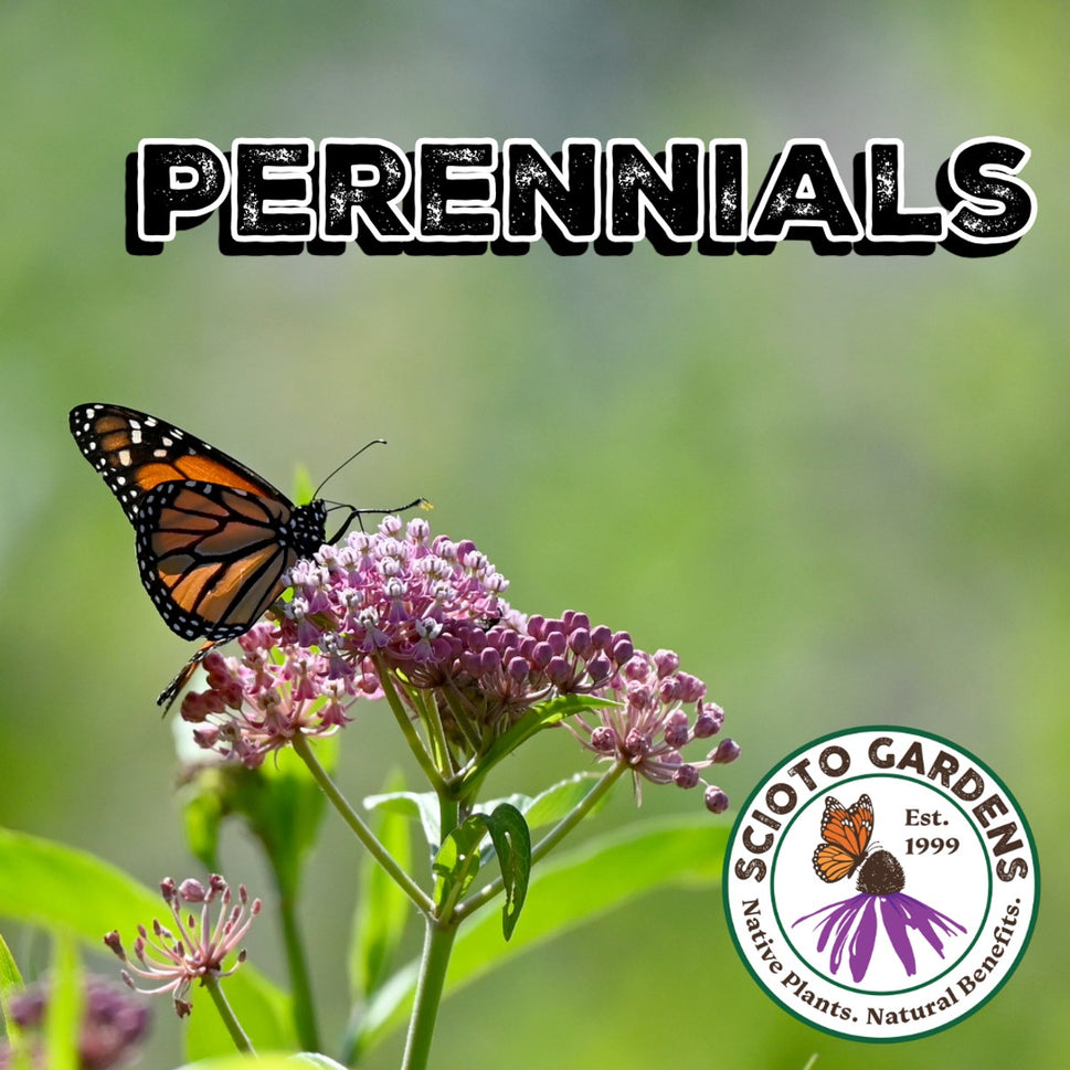 Aralia racemosa (American spikenard) - 2 gal