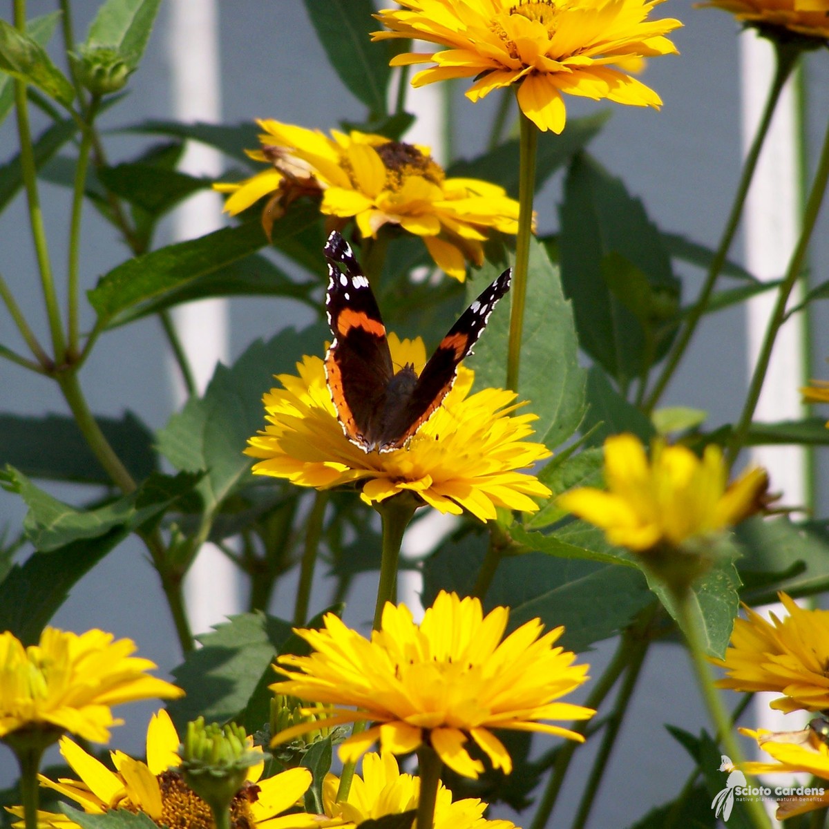 Heliopsis helianthoides (False Sunflower) - 2 gal