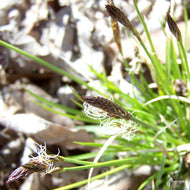Carex pensylvanica (Oak Sedge/Pennsylvania Sedge) - 1 gal