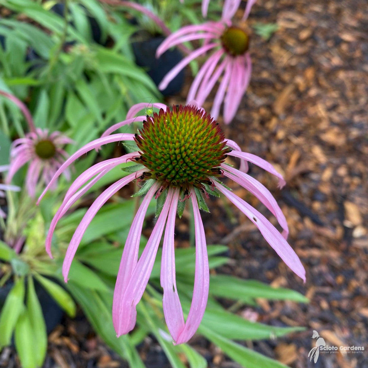 Echinacea pallida (Pale Purple Coneflower) - 1 gal