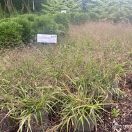Eragrostis spectabilis (Purple Love Grass) - 1 gal