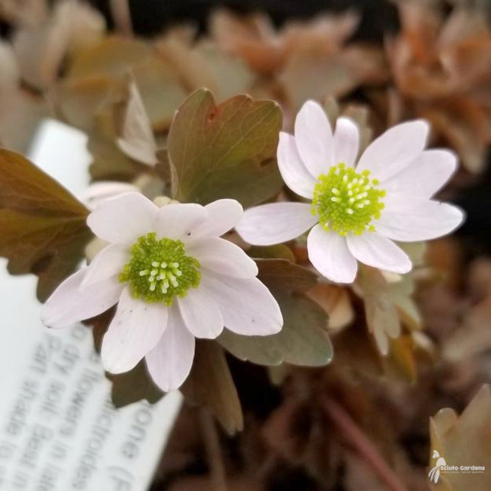 Anemonella thalictroides (Rue Anemone) - QT