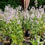 Penstemon calycosus (Long Sepaled Beardtongue) - 1 gal