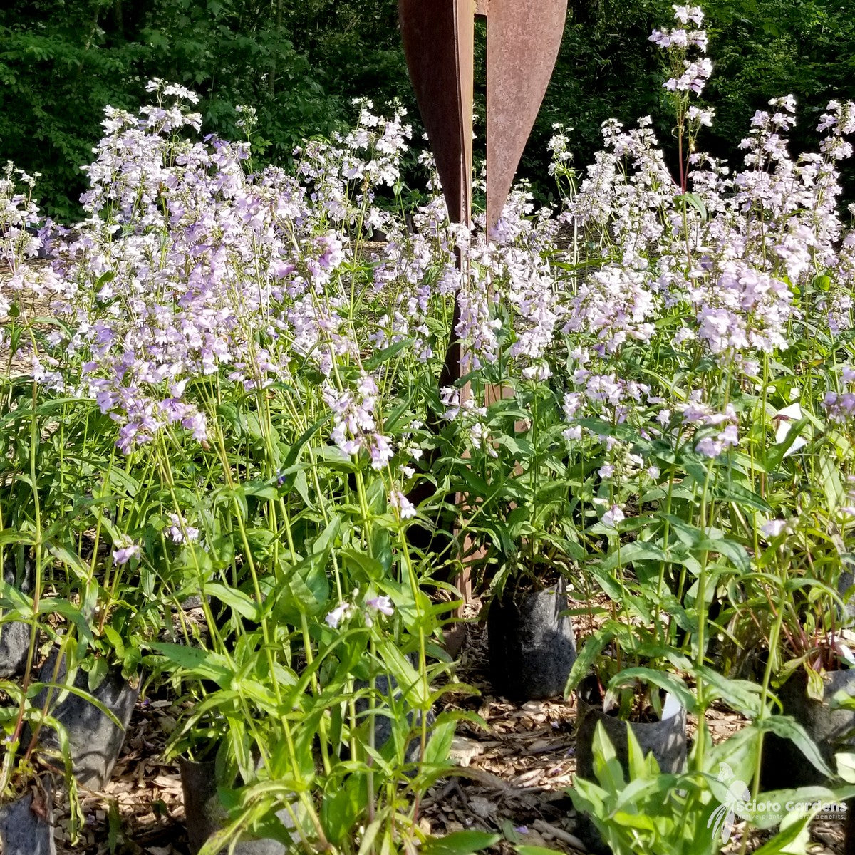 Penstemon calycosus (Long Sepaled Beardtongue) - 1 gal