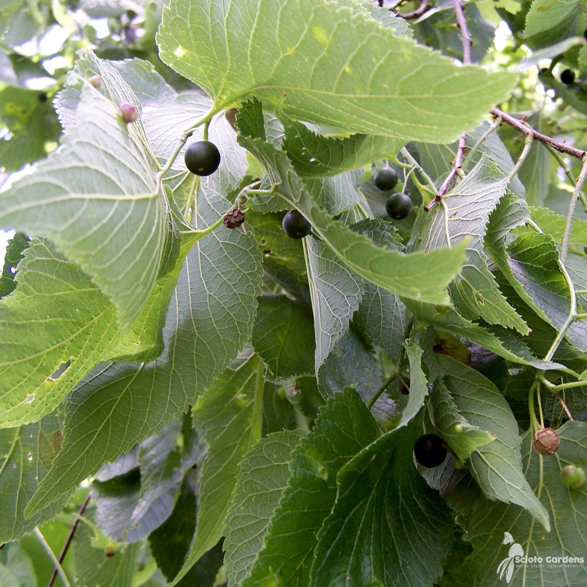 Celtis occidentalis (Common Hackberry) - 3 gal