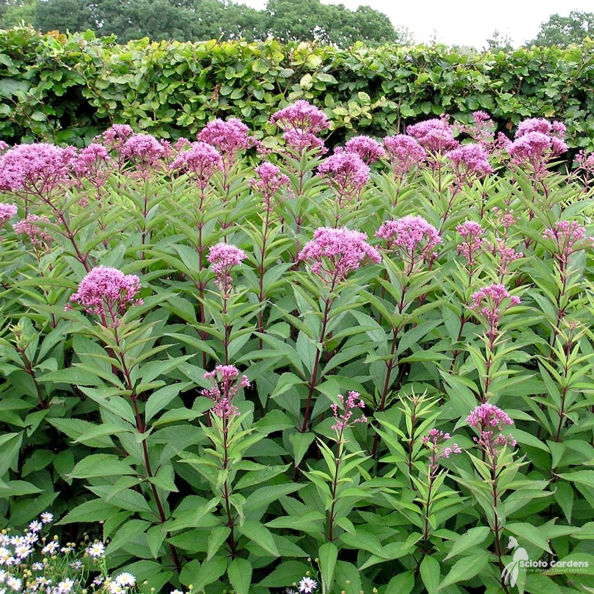 Eupatorium [Eutrochium] purpureum (Sweet Joe Pye) - 2 gal