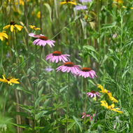 Echinacea purpurea (Purple Coneflower) - 1 gal