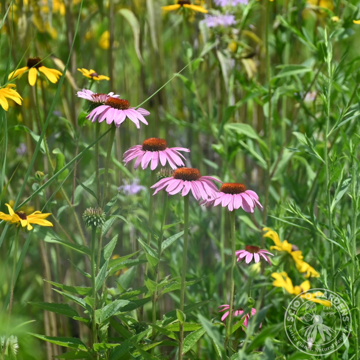 Echinacea purpurea (Purple Coneflower) - 1 gal