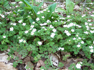 Anemonella thalictroides (Rue Anemone) - QT