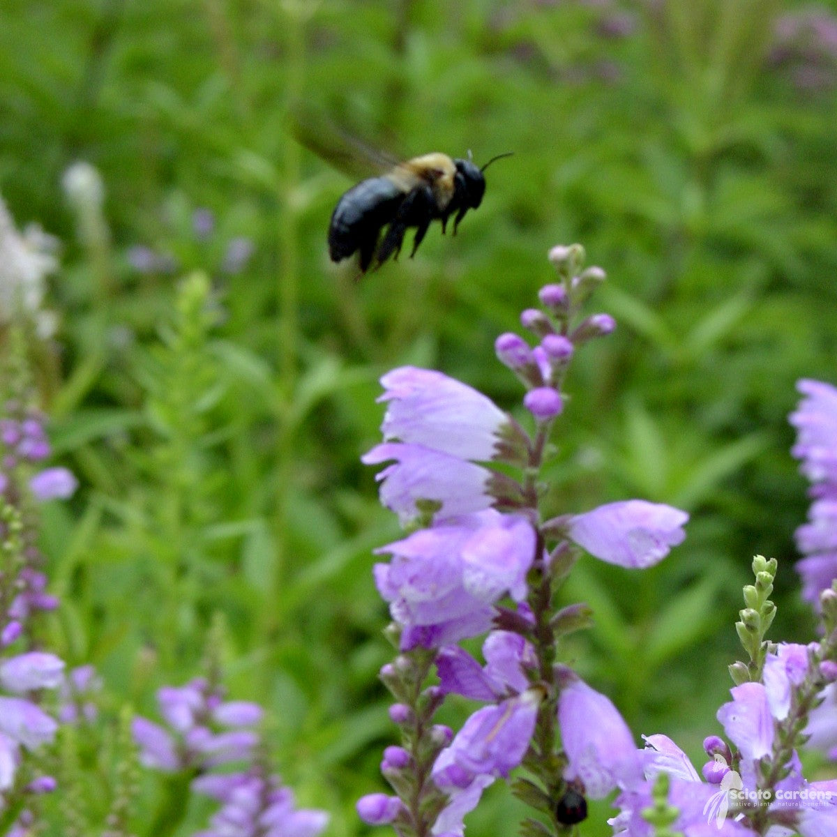 Physostegia virginiana (Obedient Plant) - 1 gal