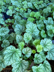 Heuchera americana 'Dale's Strain' (Dale's Strain' American Alumroot) - 1 gal