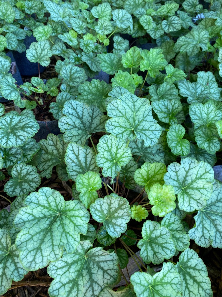 Heuchera americana 'Dale's Strain' (Dale's Strain' American Alumroot) - 1 gal