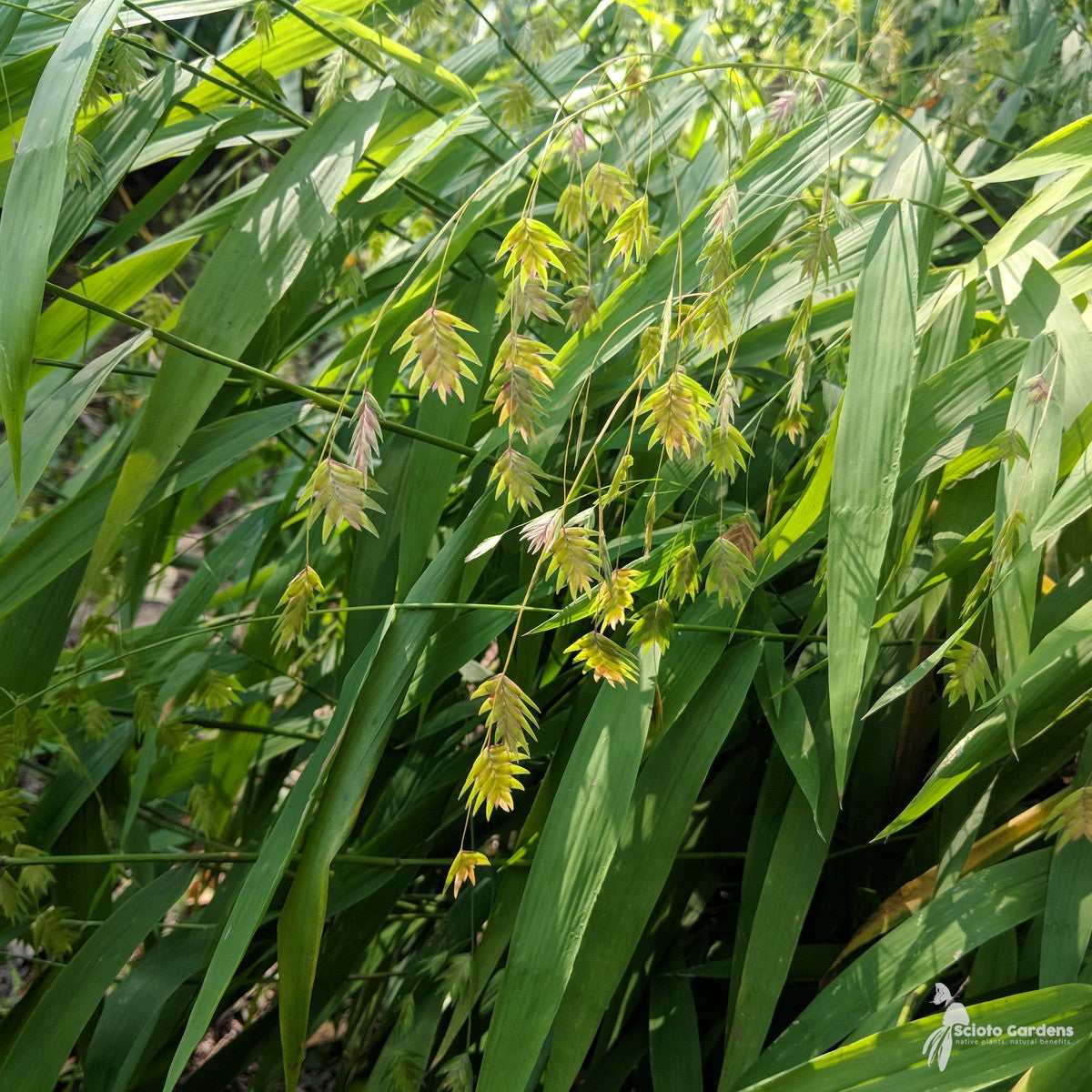 Chasmanthium latifolium (Northern Sea Oats) - 1 gal