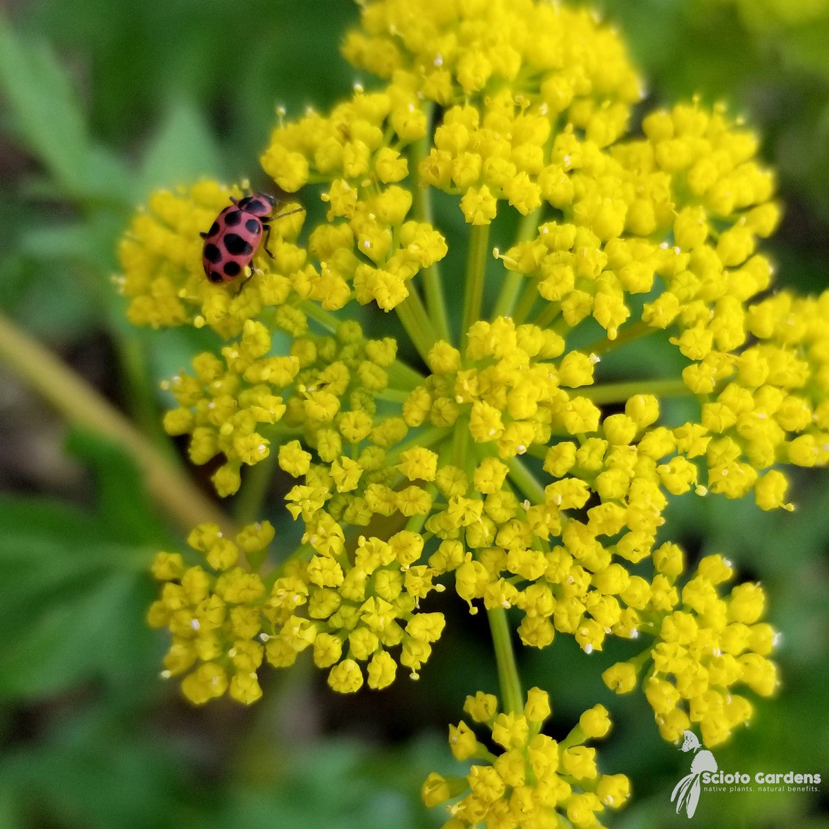 Zizia aurea (Golden Alexanders) - 1 gal