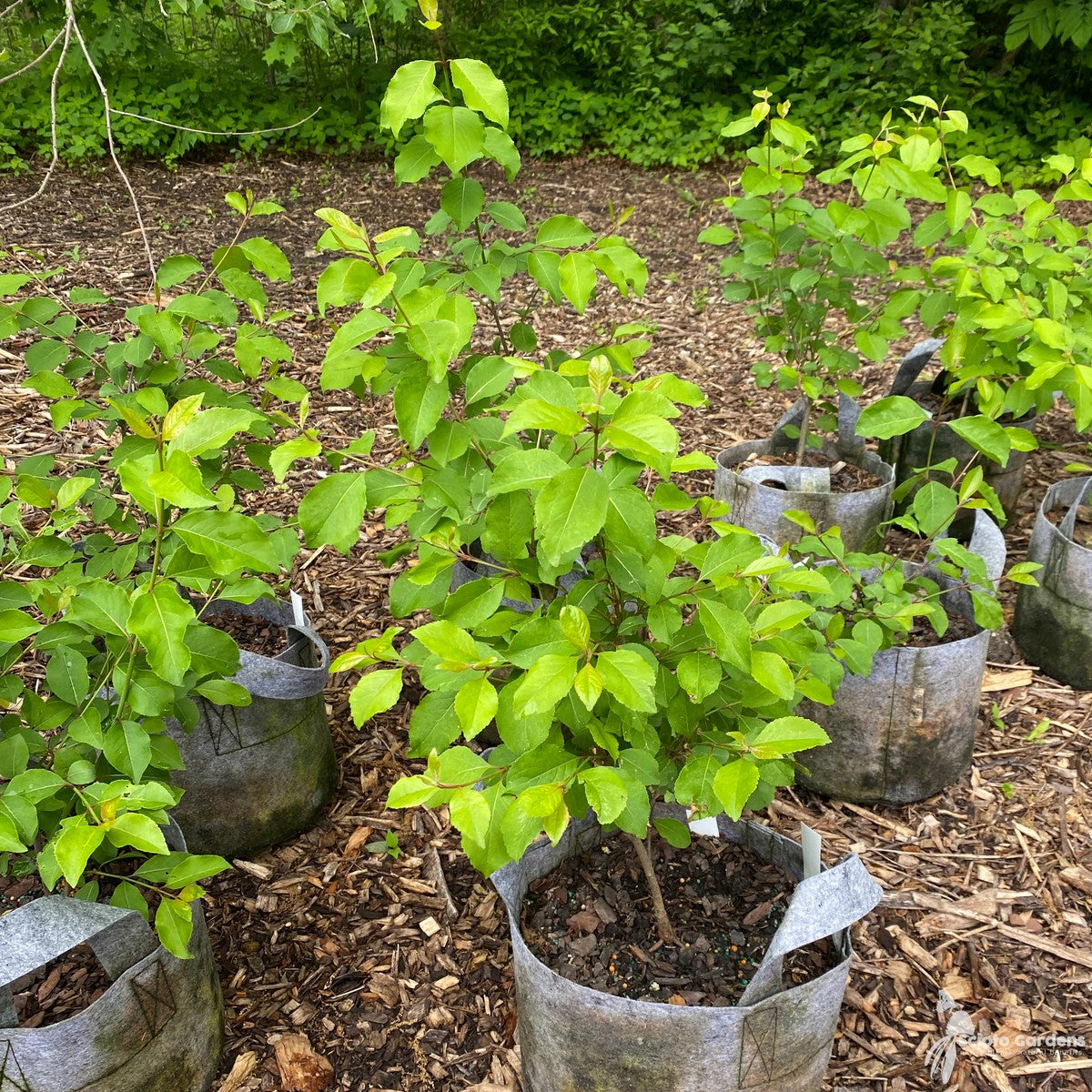 Viburnum prunifolium (Blackhaw Viburnum) - 3 gal