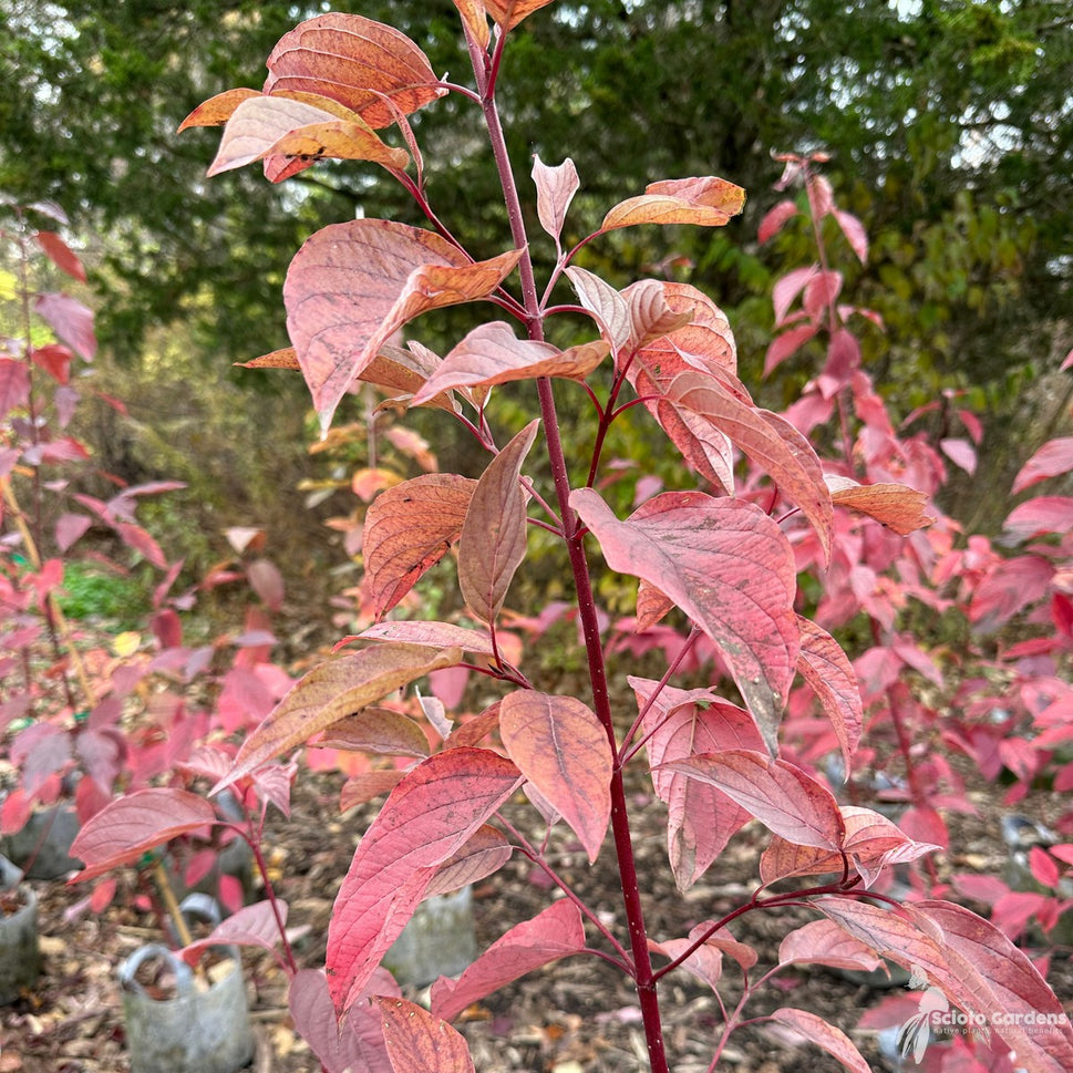 Cornus sericea (Red-twig Dogwood) - 3 gal