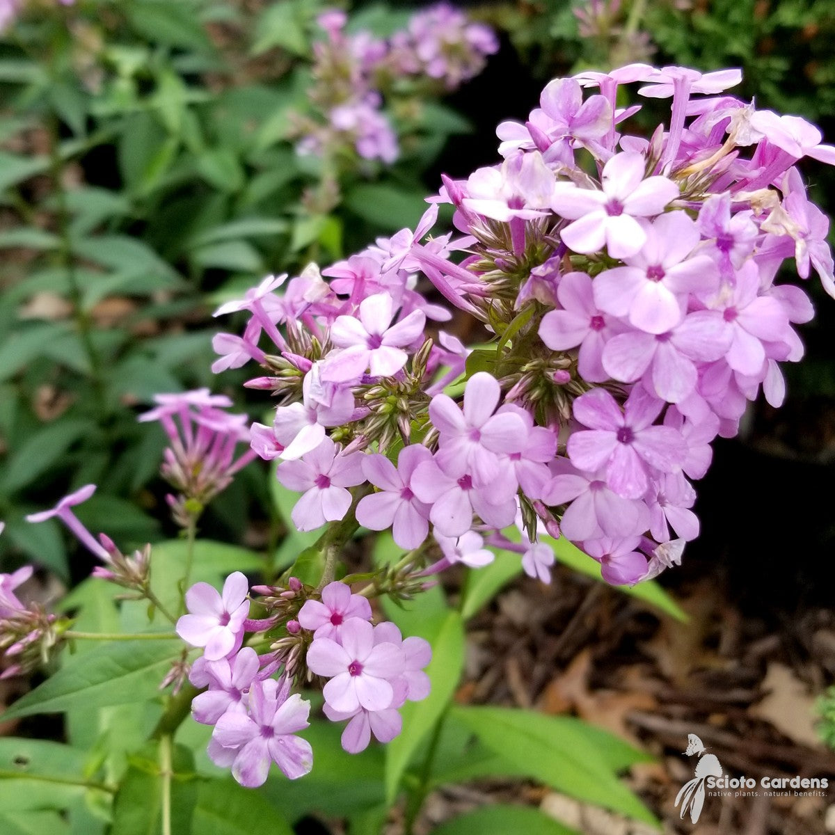 Phlox paniculata 'Jeana' ('Jeana' Tall Garden Phlox) - 1 gal