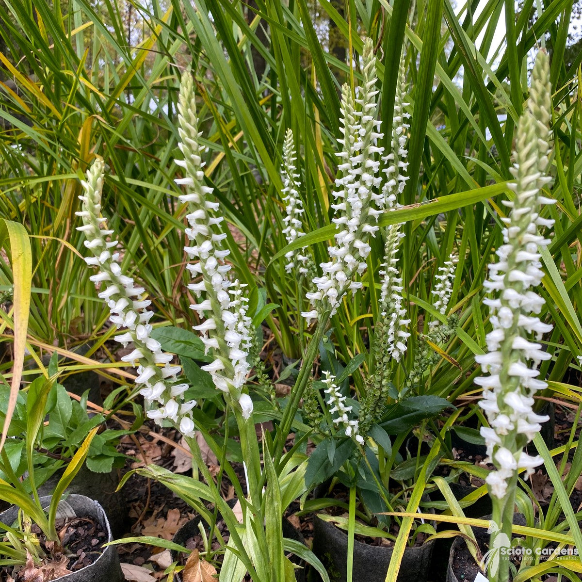 Spiranthes odorata (Fragrant Lady's Tresses) - 1 gal