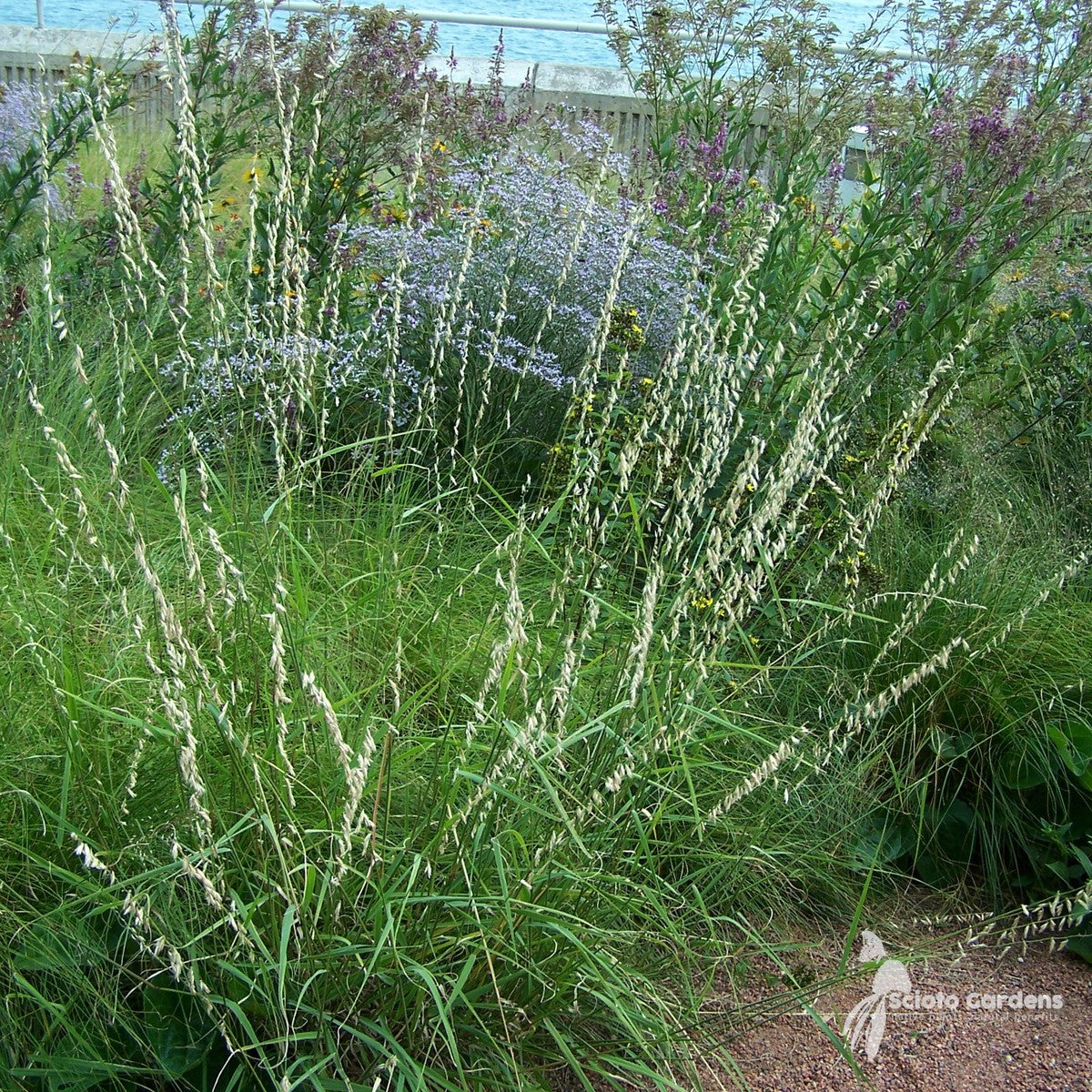 Bouteloua curtipendula (Sideoats Grama) - 1 gal
