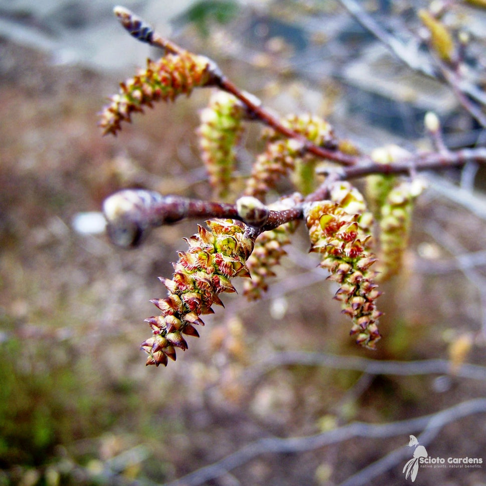 Carpinus caroliniana (Musclewood, American Hornbeam) - 3 gal