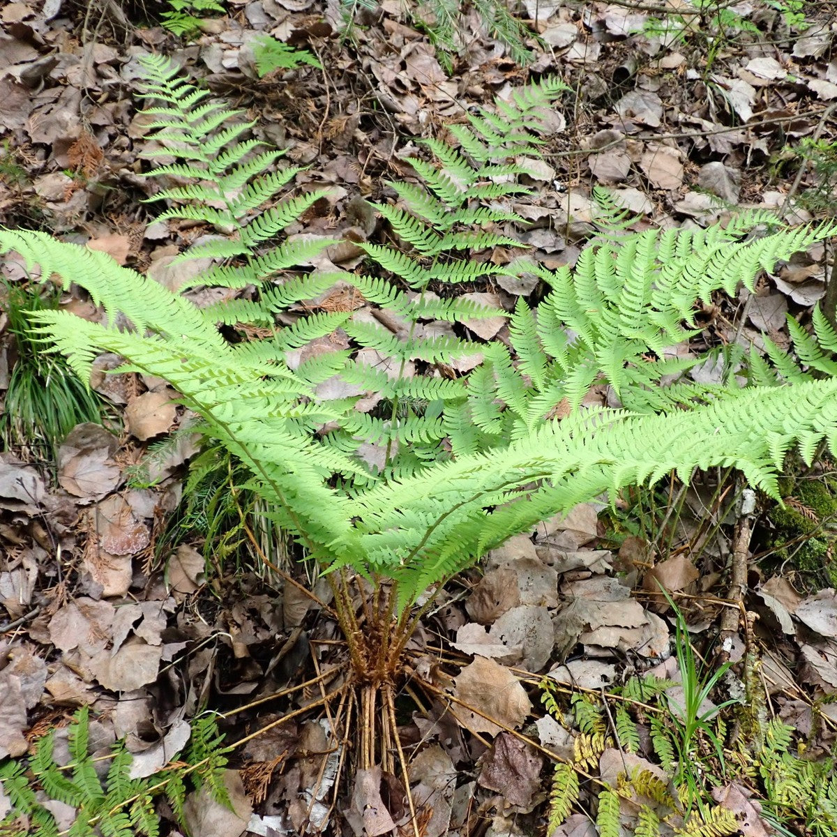 Dryopteris marginalis (Eastern Wood Fern) - 3QT