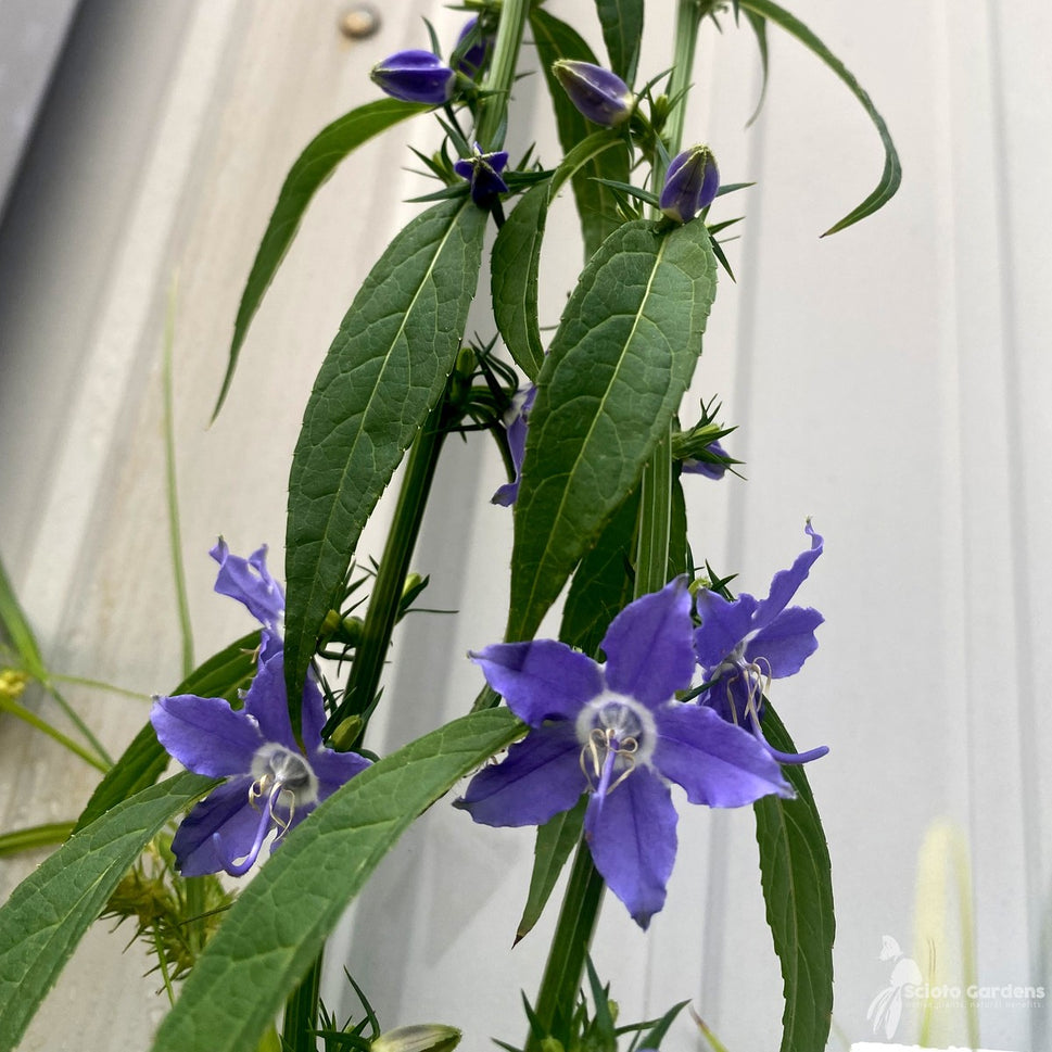 Campanula americana (Tall Bellflower) - QT
