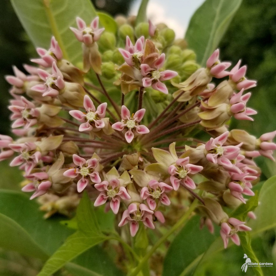 Asclepias syriaca (Common Milkweed) - 1 gal
