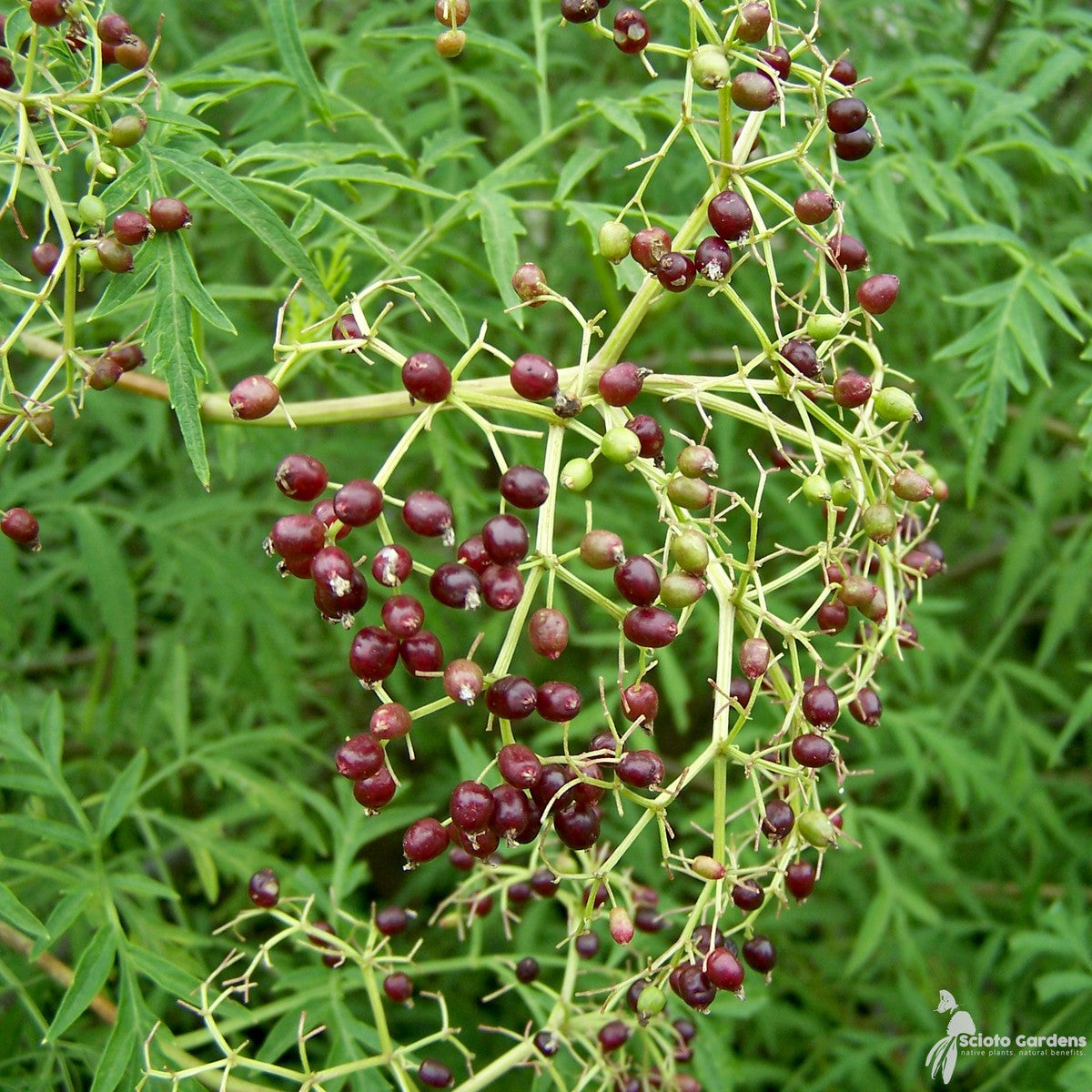 Sambucus canadensis (American Elderberry) - 3 gal