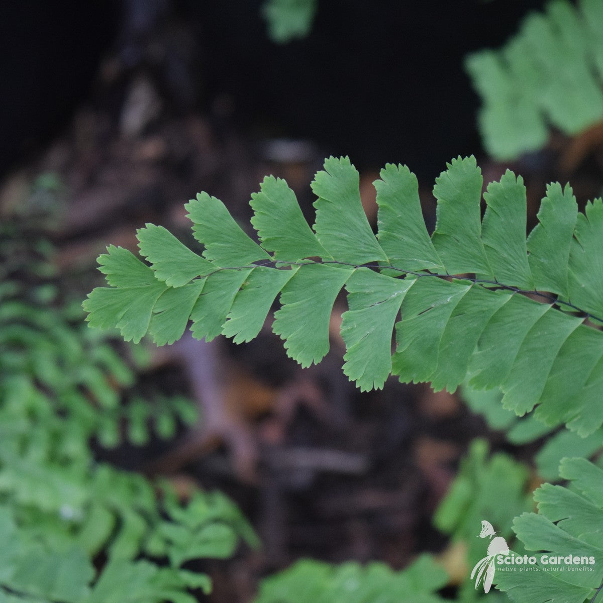 Adiantum pedatum (Maidenhair Fern) - 3QT