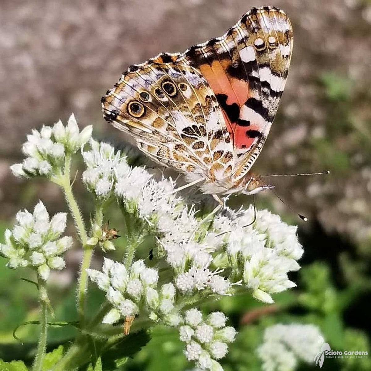 Eupatorium perfoliatum (Boneset) - 2 gal