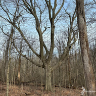 Fagus grandifolia (American Beech) - QT