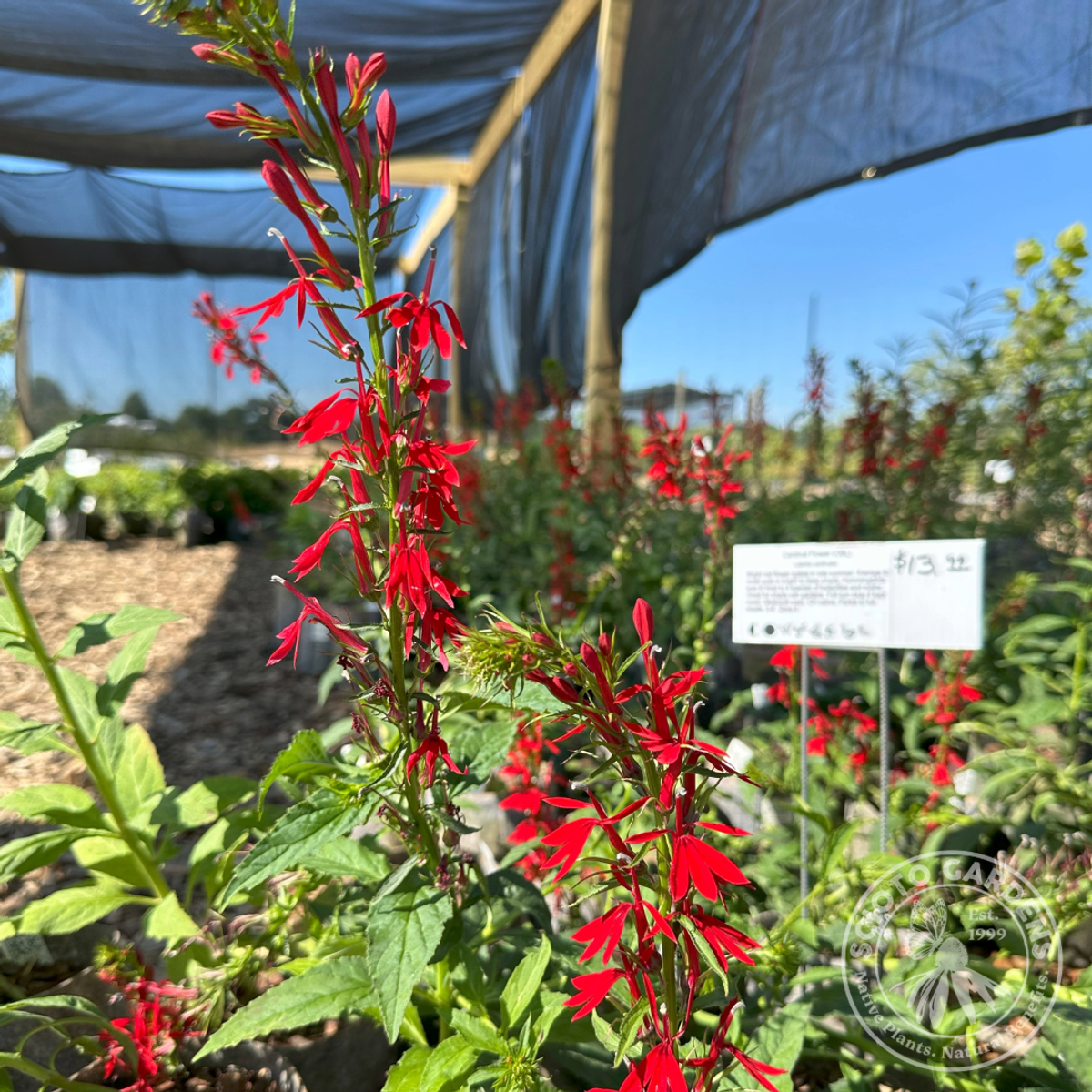 Lobelia cardinalis (Cardinal Flower) - 1 gal