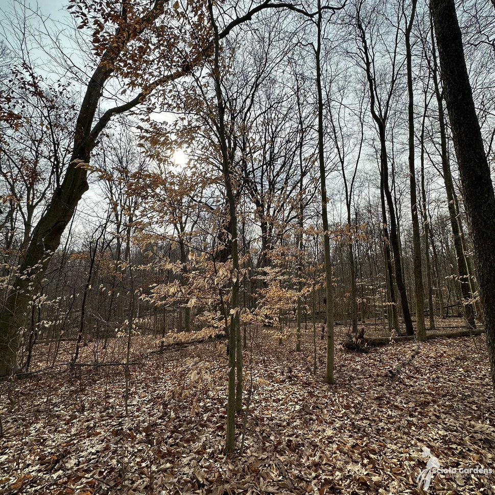 Fagus grandifolia (American Beech) - 2 gal