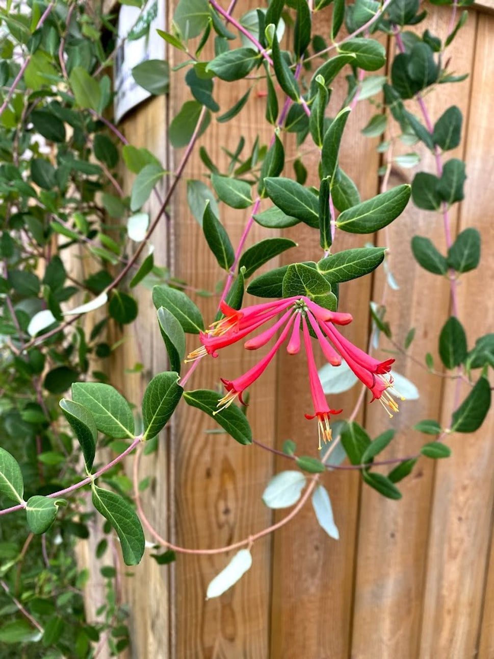 Lonicera sempervirens (PA genome) (Coral Honeysuckle) - 2 gal