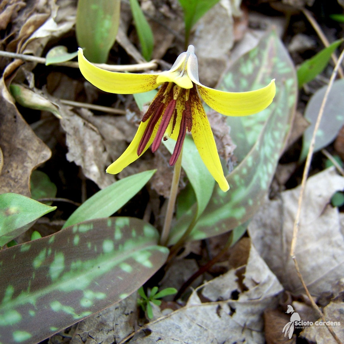 Erythronium americanum (Yellow Trout Liliy) - 3QT