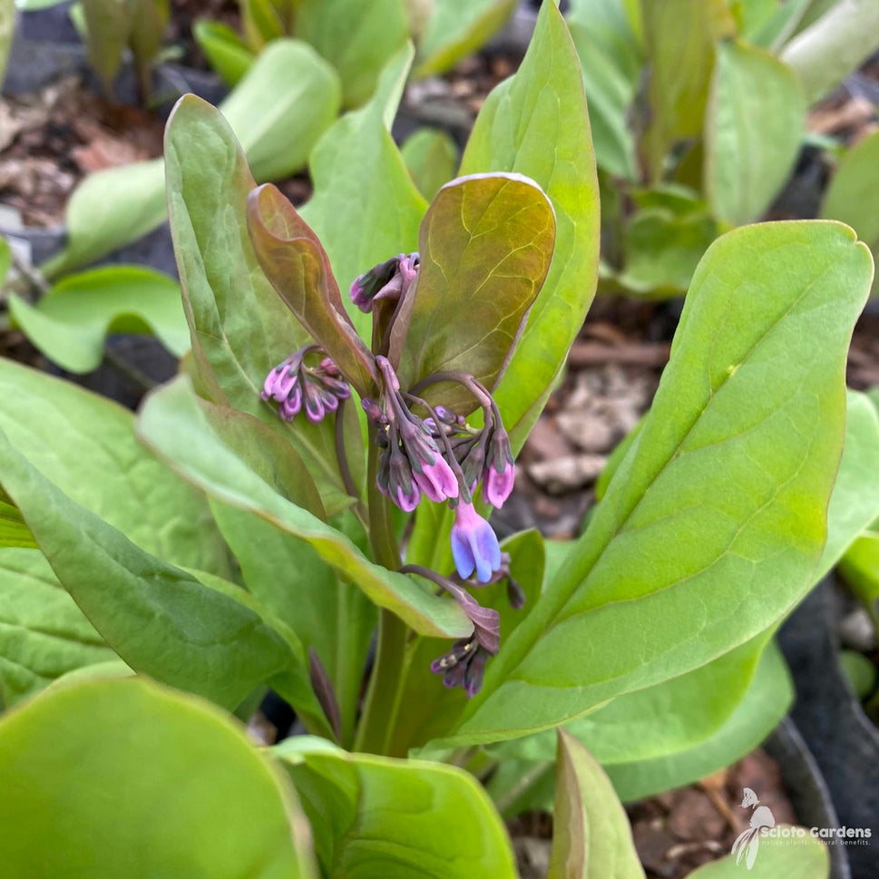 Mertensia virginica (Virginia Bluebells) - 1 gal