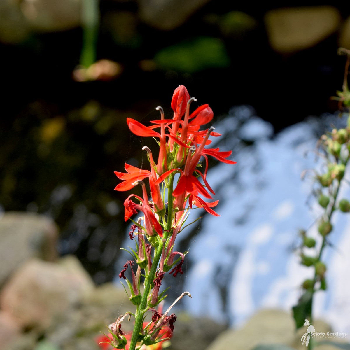 Lobelia cardinalis (Cardinal Flower) - 1 gal