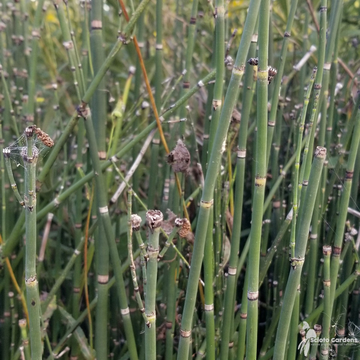 Equisetum hyemale (Horsetail/Scouring Rush) - 1 gal